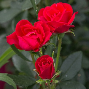 Zepeti Bush Rose