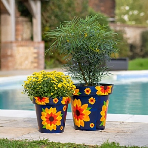 Zest Pot Sunflower (Various Sizes)