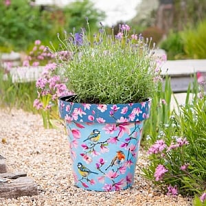 Zest Pot Watercolor Birds (Various Sizes)