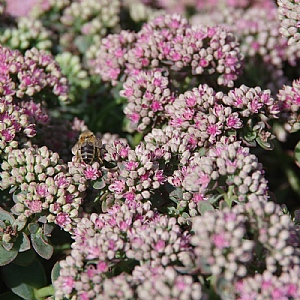 Sedum Sunsparkler Lime Zinger