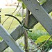 Garland 40m Flexible Tie Green 3mm