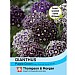 Thompson & Morgan Dianthus Purple Crown 