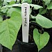 Garland White Plant Labels 20cm (Pack of 20)