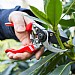 Darlac Professional L.H.Pruner