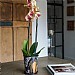 Kew Eclectic Orangery Planter With Saucer 16cm