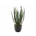 Aloe Vera Potted Artificial Plant 67cm