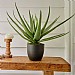 Aloe Vera Potted Artificial Plant 67cm