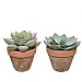 Potted Artificial Succulent Plant 21cm (Assorted Designs)