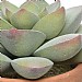Potted Artificial Succulent Plant 21cm (Assorted Designs)