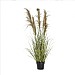 Gallery Direct Pampas Grass (5 Heads)