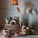 Gallery Direct Pampas Grass (5 Heads)