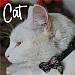 Ancol Vintage Bow Safety Cat Collar Black