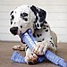 KONG Signature Crunch Rope Double Puppy - Medium/Large
