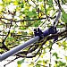 Wilkinson Sword 25mm Telescopic Tree Cutter