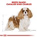 Royal Canin Breed Health Nutrition Cavalier King Charles Dry Dog Food - Adult (1.5kg)