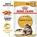 Royal Canin Feline Breed Nutrition Maine Wet Food (85g)