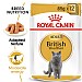 Royal Canin Feline Breed Nutrition British Shorthair Wet Food (85g)