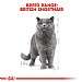 Royal Canin Feline Breed Nutrition British Shorthair Wet Food (85g)