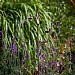 Tom Chambers Rusty Plant Stake - Spire