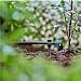 GARDENA Micro-Drip-System Pipe Peg 4,6 mm (3/16