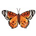 Metal Orange Butterfly Wall Art - Medium