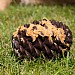 Orva Pine Cone Treat Dispensing Toy