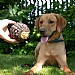 Orva Pine Cone Treat Dispensing Toy
