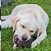 Orva Pine Cone Treat Dispensing Toy