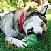 Kong Squeezz Goomz Ball (Medium)
