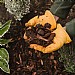 Westland Premium Pine Bark Nuggets (50L)