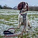 Neerdog Go-Cee Lead - Lantana