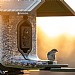 FeatherSnap Scout Wi-Fi Solar Powered Smart Bird Feeder