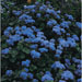 Ageratum Blue Mink Seeds
