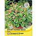 Dwarf Runner Bean Hestia - 40 Seeds