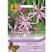 Thompson & Morgan Wild Flower Ragged Robin