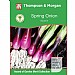 Thompson & Morgan Award of Garden Merit Onion Salad Apache Deep Purple 