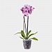 Clear Pot - 11cm