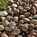 Kelkay Large Beach Cobbles Bulk Bag