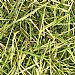 Friendly Readigrass (1kg)