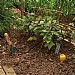 Willow Pea Sticks (20) 90cm - Natural