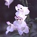 Penstemon Volcano Kilimanjaro 2L
