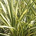 Phormium 'Cream Delight'