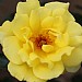 Golden Showers Climbing Rose 4L
