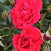 Flower Carpet Ruby Ground Cover Rose 3L