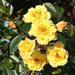Laura Ford Climbing Rose - 4 Ltr Pot