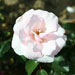 Many Happy Returns Floribunda Rose - 3 Ltr Pot