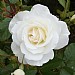 Iceberg Climber Rose 4L