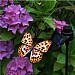 The Original Flutterby!