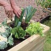 Zest Sleeper Raised Bed 1.8m x 0.45m