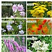 Wildlife World Attractor pack for Butterflies